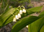 Lily-of-the-valley - Philip Precey